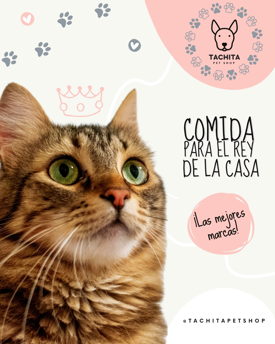 Diseño feed Tachita Pet Shop